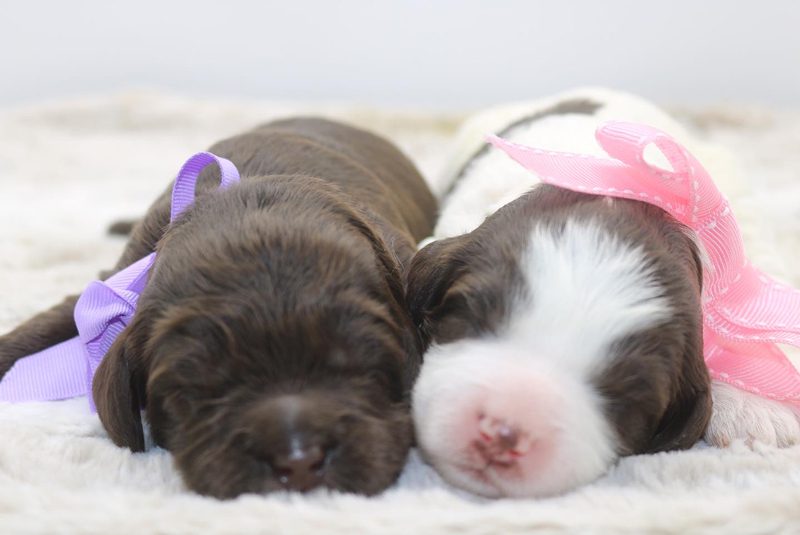 brown and white labradoodle puppies sleeping