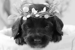 Pup W Crown