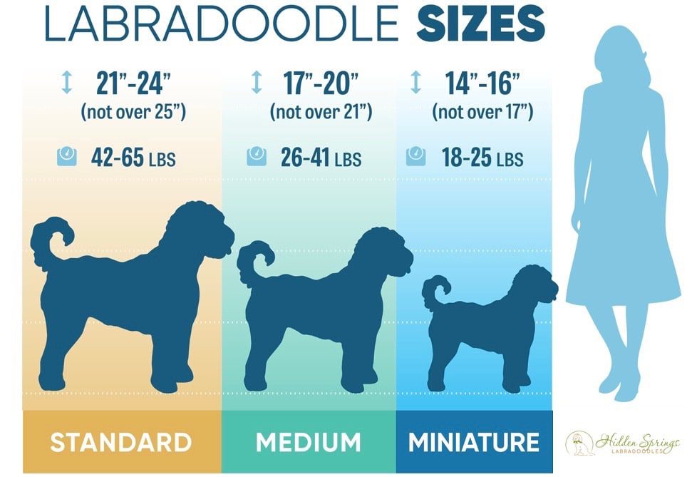 labradoodle size chart