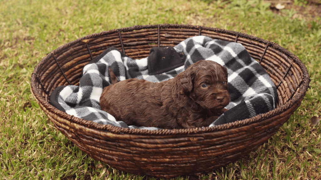 Labradoodle Puppies In New Jersey