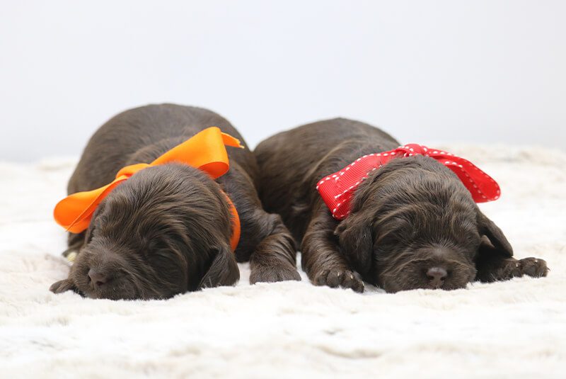Puppies in orange and red bows