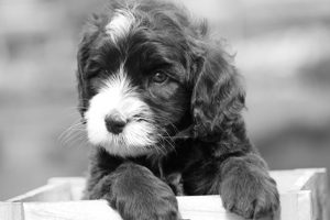 Black And White Labradoodle Sitting In Crate