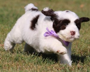 Black And White Puppy Purple Bow Gallery