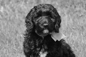 Black White Labradoodle Puppy With Bow