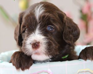 Brown And White Puppy With Blue Eyes