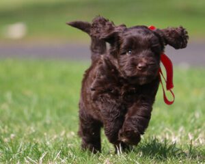 Brownn Dog Running With Red Bow