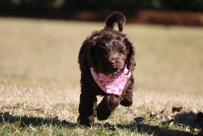 Chocolate Labradoodle Running Outside