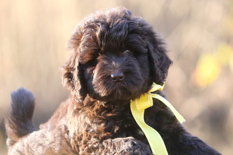 Close Up Of Chocolate Labradoodle Puppy