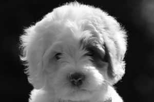 Close Up Of Spotted Black And White Labradoodle