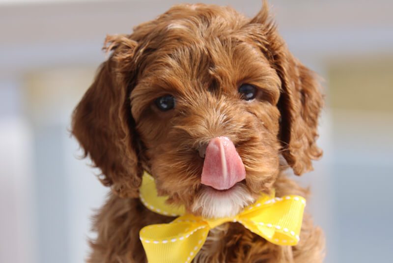 labradoodle dog in yellow bow with tongue out