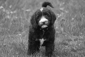 Labradoodle Puppy Standing Outside