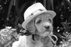 Labradoodle Puppy With Hat