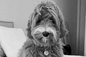 Labradoodle Sitting On Bed
