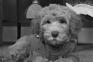 Labradoodle With Hoodie