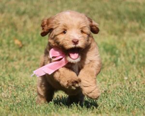 Puppy Running Pink Bow Gallery