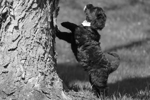 Puppy Trying To Climb Tree