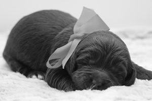 Puppy With Big Bow