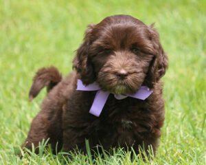 Puppy With Purple Bow Gallery