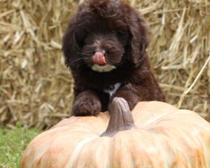 Puppy With Tongue By Pumpkin Gallery