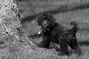 Small Labradoodle Puppy By Tree