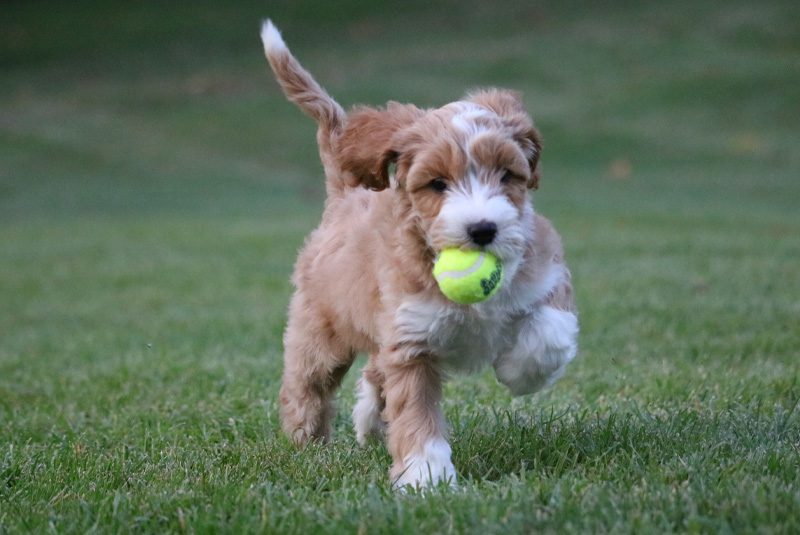 Small Labradoodle Running In Field With Tennis Ball