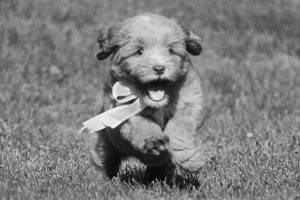 Small Labradoodle With Bow Running Outside
