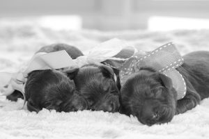 Three Baby Labradoodle Puppies With Bows