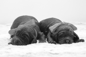 Two Baby Labradoodle Puppies Sleeping