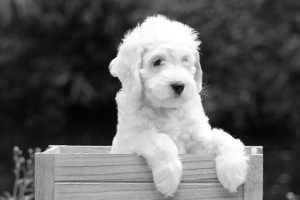 White Labradoodle In Crate