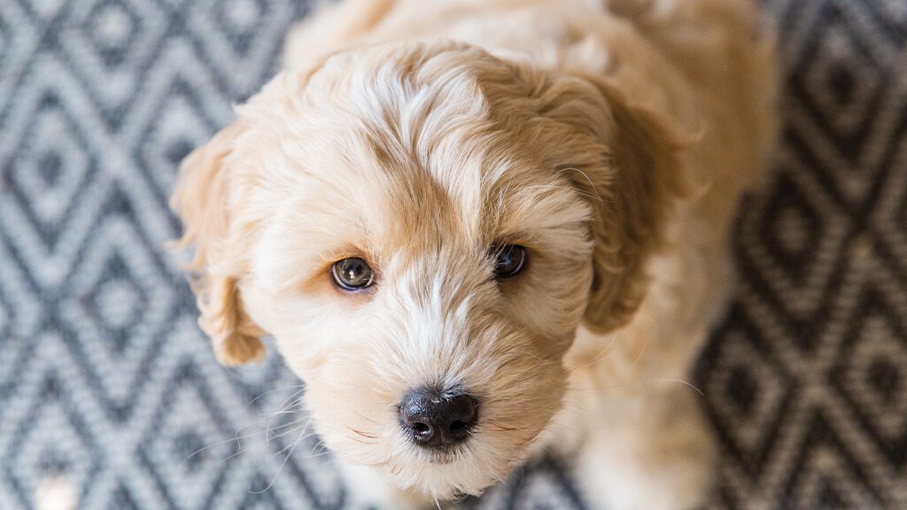 Labradoodle Puppy on rug