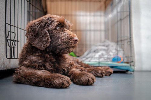 brown-labradoodle-dog-laying-in-front-of-open-crate