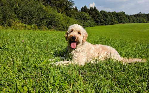 medium-labradoodle-laying-in-sunny-grass-field