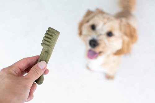 owner-holding-treat-while-labradoodle-dog-sits