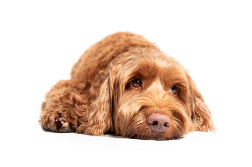 labradoodle-dog-laying-on-the-ground