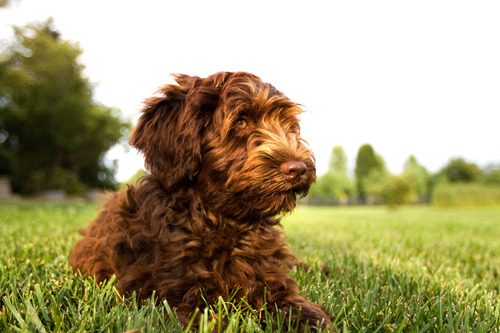 australian-labradoodle-laying-in-grassy-field