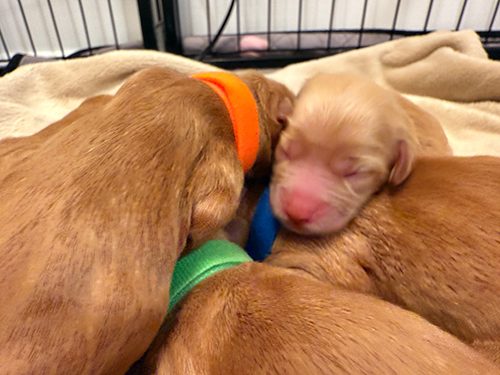 Tito And Dixie Puppies Born 9 19 25 (2)