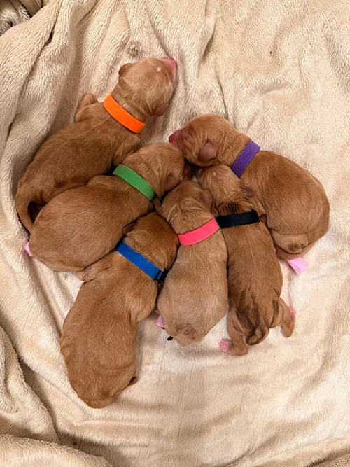 Tito And Dixie Puppies Born 9 19 25 (3)