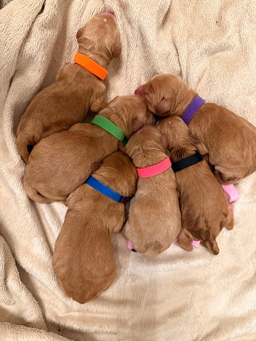 Tito And Dixie Puppies Born 9 19 25 (4)