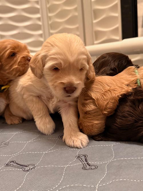 four goldendoodle puppies from one litter lying together