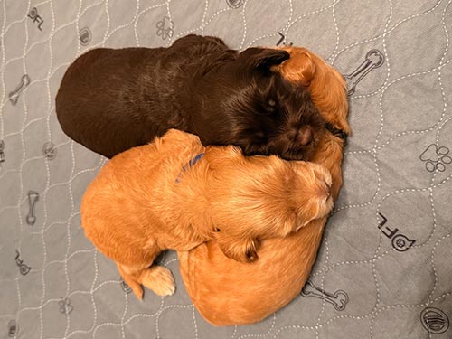 three labradoodle puppies in a pile