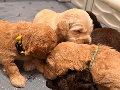 labradoodle puppies from one litter