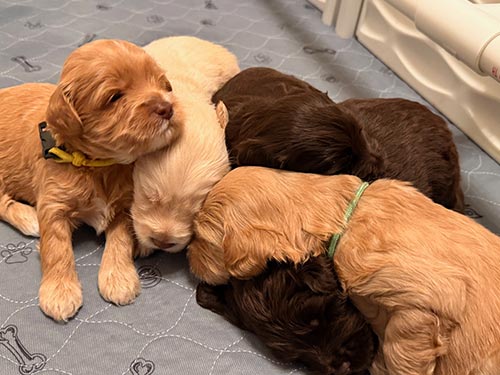 five puppies from same litter all lying together in a pile