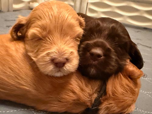 two labradoodle puppies sleeping on sibling