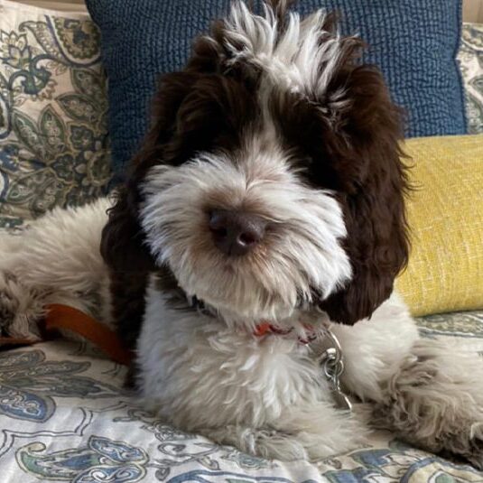 labradoodle dog laying in bed