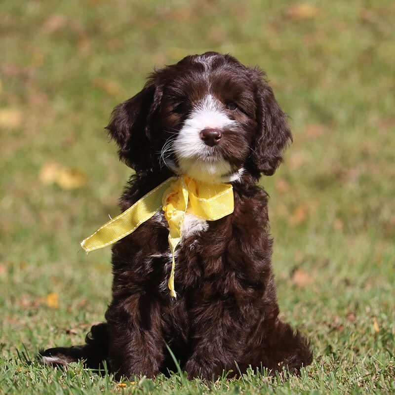 labradoodle dog with yellow ribbon