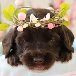 Baby Labradoodle With Flower Crown
