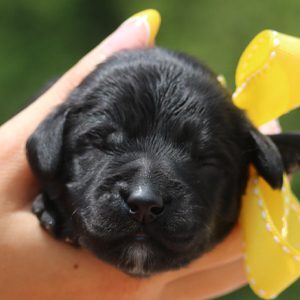 Black Labradoodle Puppy