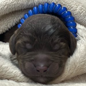 Blue Collar Puppy
