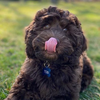Brown Dog With Tongue Out