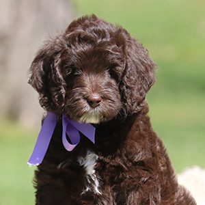 Brown Pup With Purple Bow